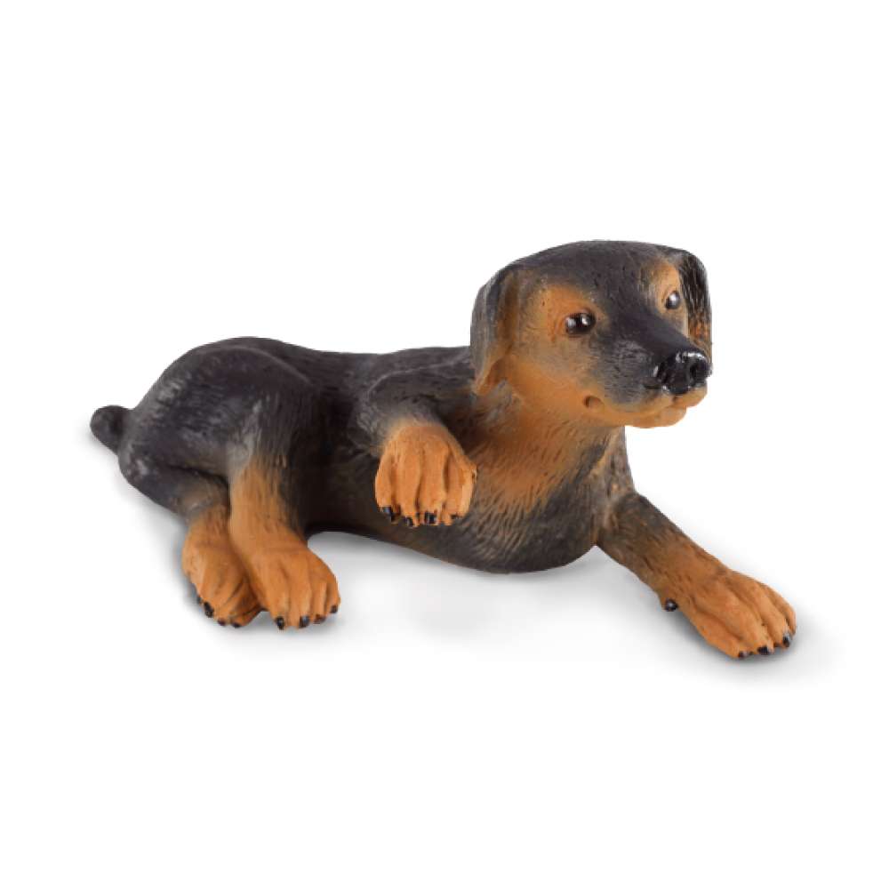 Doberman Pinscher Puppy