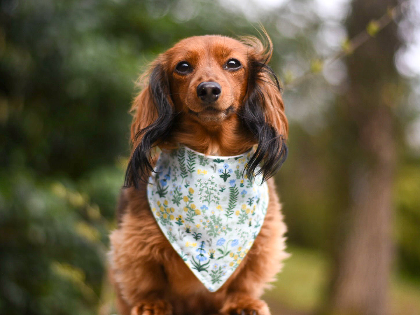 "Solid Color" Dog Bandana