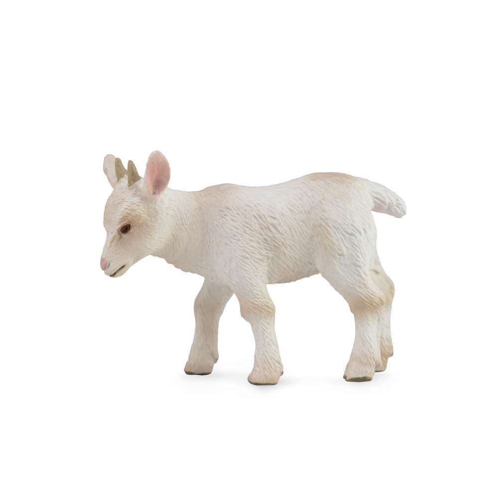 Goat Kid - Walking