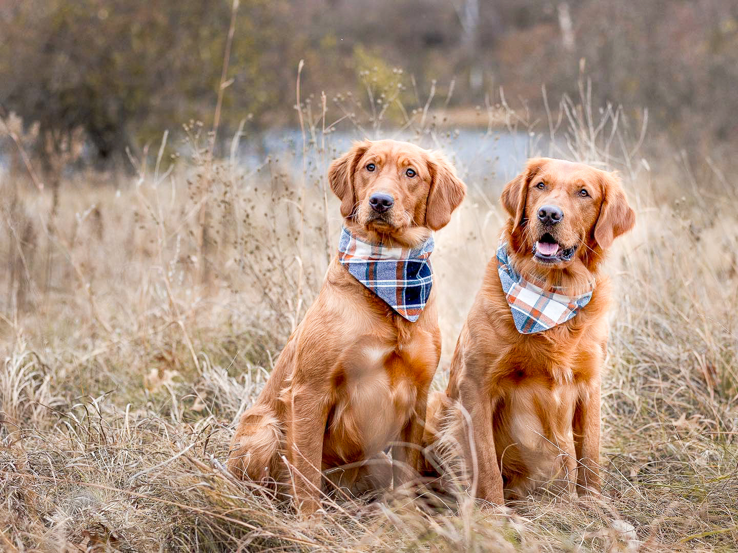 "Solid Color" Dog Bandana
