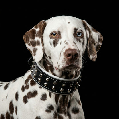 "Boston" collar